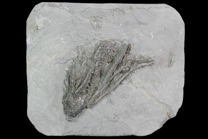 Crinoid (Histocrinus) Fossil - Crawfordsville, Indiana #92763